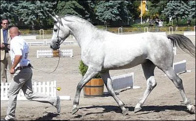 À combien de mètres faut-il se placer du jury en présentation en main ?