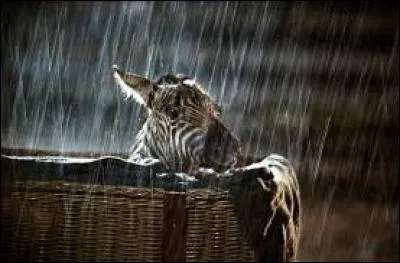 Quel est le nom de ce film ?