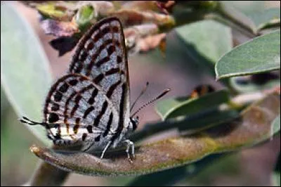 Quel est le nom de ce papillon ?