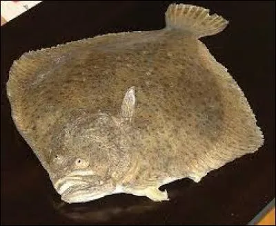 Le turbot est un poisson qui a la particularité d'avoir une forme de losange. Pour cuire à la perfection ce poisson, il faut donc posséder un récipient spécial. Lequel ?