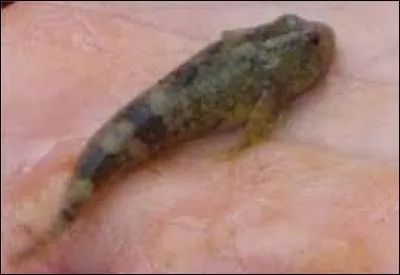 Le chabot du Lez est plutôt menacé, même si son état n'est pas "critique" au sens propre. Il a été découvert en 1964 par deux chercheurs issus de la Roumanie. Où trouve-t-on ce poisson ?