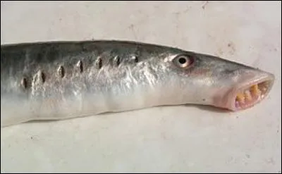 La lamproie de rivière est un poisson migrateur. Cette espèce est classée comme "vulnérable". Au XIXe siècle, c'était un des poissons les plus répandus. Cochez l'affirmation exacte.