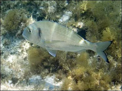 Faites attention avec la dorade royale. Elle n'est pas encore en voie de disparition, mais contient beaucoup de mercure. De plus, pour la pêcher, vous devrez avoir un fil spécialement :