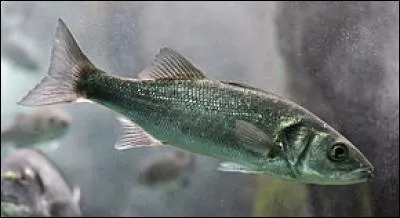 Le bar commun est très recherché, et est bien utilisé dans la gastronomie. Ce poisson peut même être trouvé dans les ports, et n'a pas pour l'instant de problèmes au niveau de sa disparition, mais cela arrivera avec les siècles. Quand ce poisson est-il actif ?