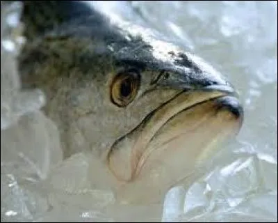 Un gros feu rouge pour le cabillaud, aussi appelé "morue", qui est répandu mais va disparaître dans relativement peu de temps. Normalement, combien d'années un cabillaud peut-il vivre ?