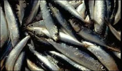 La sardine de la Méditerranée risque fort de disparaître, à cause d'une pêche trop intensive. Elle est capturée trop jeune, et ne peut pas bien se reproduire. En Méditerranée, à partir de quelle taille peut-on la pêcher ?
