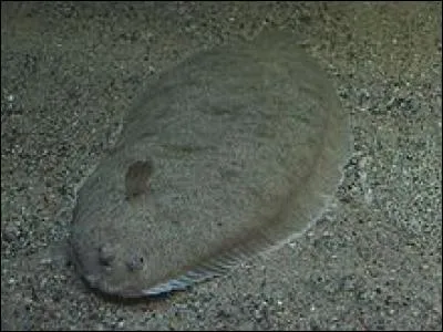 La sole vit couchée sur les fonds sableux, à peu de profondeur. Laquelle de ces espèces de la sole faut-il éviter de consommer, de préférence ?