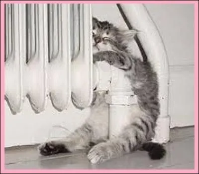 Télévision - Dans quelle émission de télé-réalité y a-t-il une épreuve de confort ?