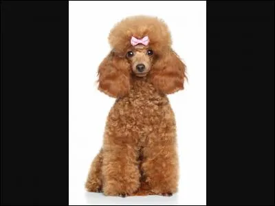 Quelle est cette race ?