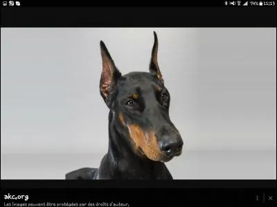 Quelle est cette race ?