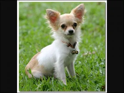 Quelle est cette race ?