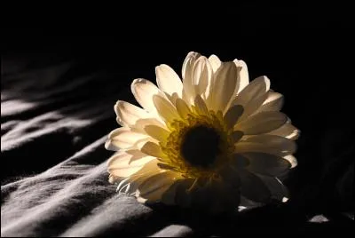 Et enfin je citerai Marinadance qui révèle son talent depuis un certain temps, et dont les quiz montent dans les tops. Quand nous avons réalisé, il y a plusieurs mois qu'elle se distinguait et devenait une créatrice de plus en plus connue, que convenait-il de dire à ce moment-là ?