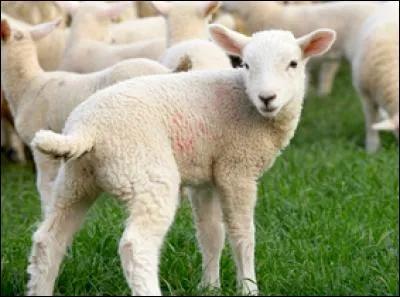 De quoi le dimanche de Pâques marque-t-il la fin ?