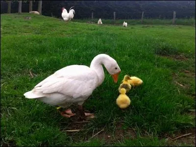 Les petits de l'oie sont appelés "oisions".