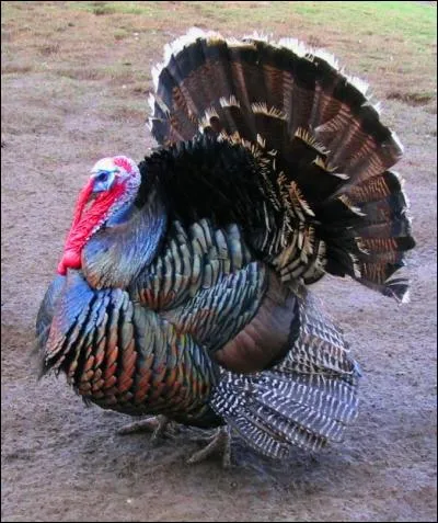 Cet oiseau de basse-cour est une dinde.