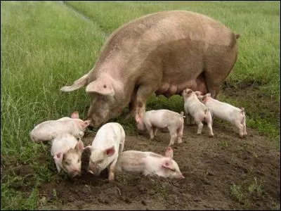 Les petits de la truie sont des cochonnous.