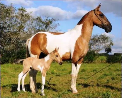 Le petit de la jument est un poulain ou une pouliche.