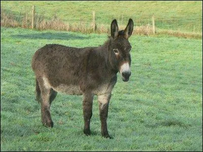 Le cri de l'âne est le hennissement.