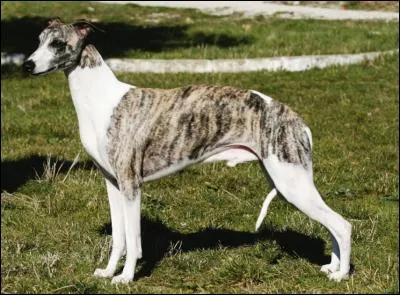 Ce chien est un lévrier.