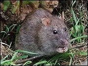 Quelle est cette race de rat ?