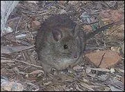 Quelle est cette race de rat ?