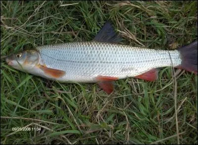 Quel est ce poisson ?