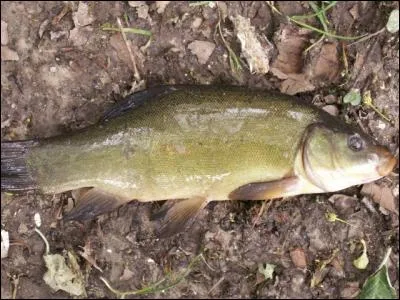 Quel est ce poisson ?