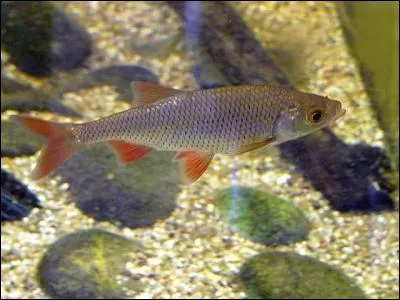 Quel est ce poisson ?