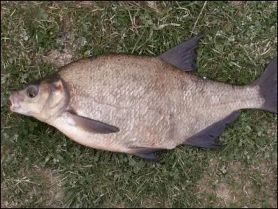 Quel est ce poisson ?