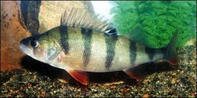 Quel est ce poisson ?