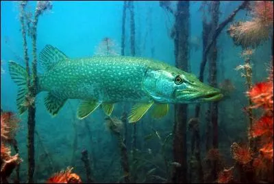 Quel est ce poisson ?