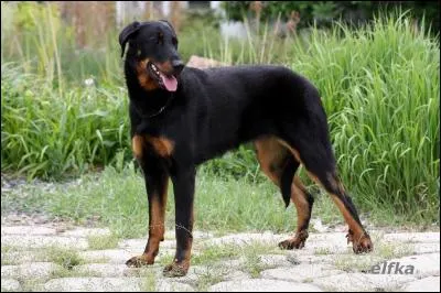 Quelle est la race de ce chien ?