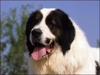 Quelle est la race de ce chien ?