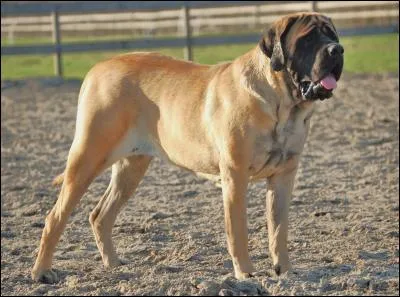 Quelle est la race de ce chien ?