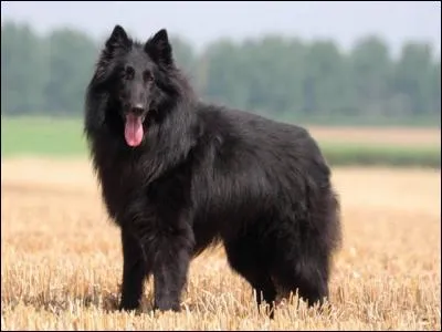 Quelle est la race de ce chien ?