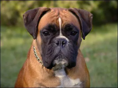 Quelle est la race de ce chien ?