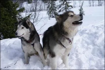 Quelle est la race de ce chien ?