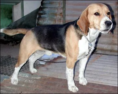 Quelle est la race de ce chien ?