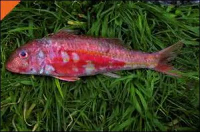 Le rouget est un oiseau.