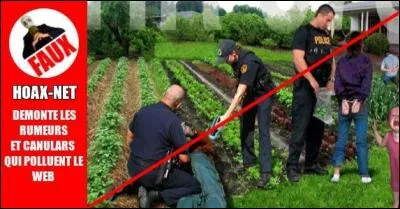 La commission européenne veut vous interdire de faire pousser vos propres légumes et fruits dans votre potager !