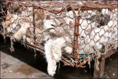 En Chine, un festival a lieu tous les ans pour annoncer le solstice d'été, le principe en est simple, on amène à ces braves gens des milliers de chiens et de chats qu'ils peuvent massacrer joyeusement à coups de bâtons !