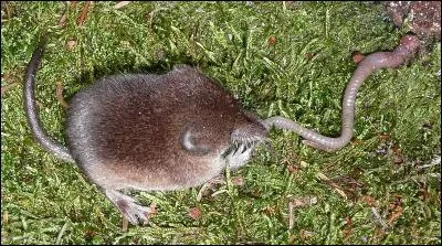 La musaraigne doit manger jusqu'à cinq fois son poids par jour pour survivre !