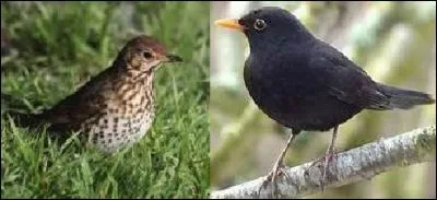 Le client cherche des grives qu'il ne trouve pas, il va se "rabattre" sur des merles selon l'adage. Quelle signification cela a-t-il ?