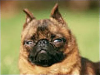 Quelle est la race de ce petit chien ?