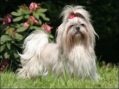 Quelle est la race de ce petit chien ?