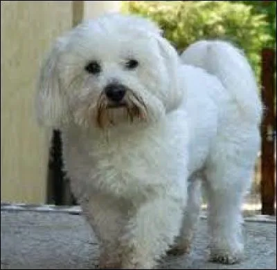 Quelle est la race de ce petit chien ?