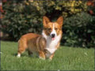 Quelle est la race de ce petit chien ?