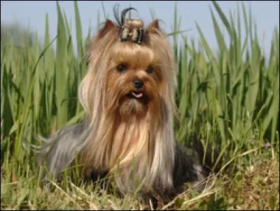 Quelle est la race de ce petit chien ?