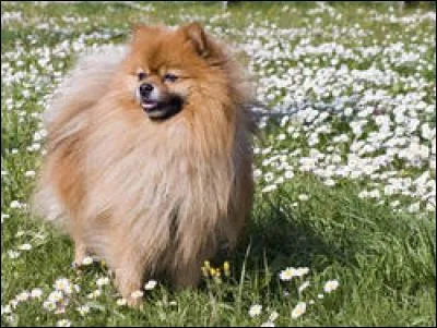 Quelle est la race de ce petit chien ?