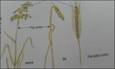 Les différents aliments :